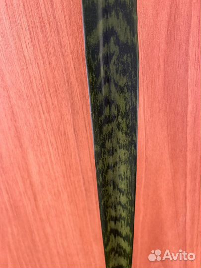 Сансевиерия