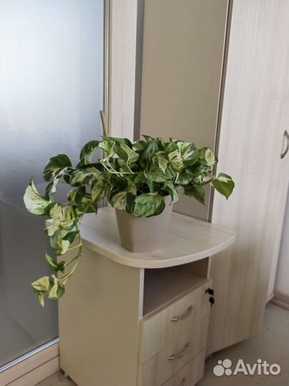 Сциндапсус Марбл Эпл