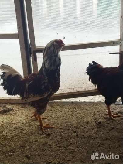 Орловские ситцевые