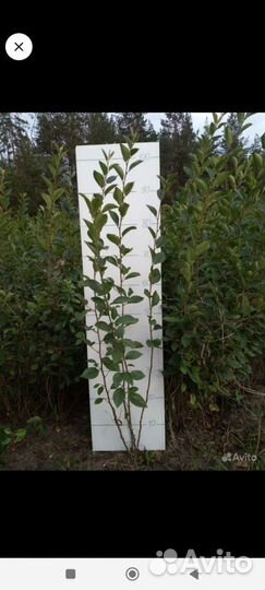 Саженцы лианы Кирказон, Луносемянник даурский