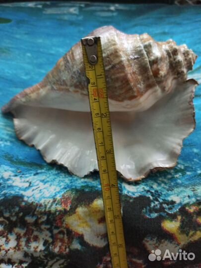 Морская раковина большая 20см/13 см