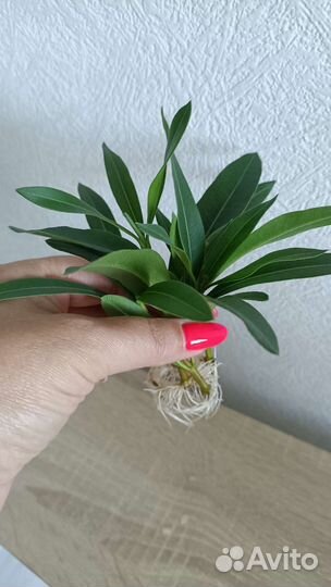 Олеандр и другие комнатные цветы в горшках