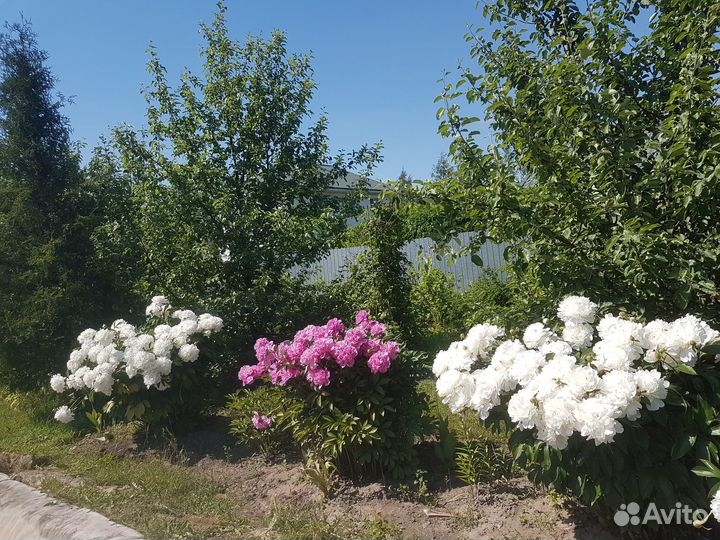 Пионы шикарные старые сорта