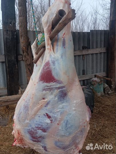 Мясо говядина