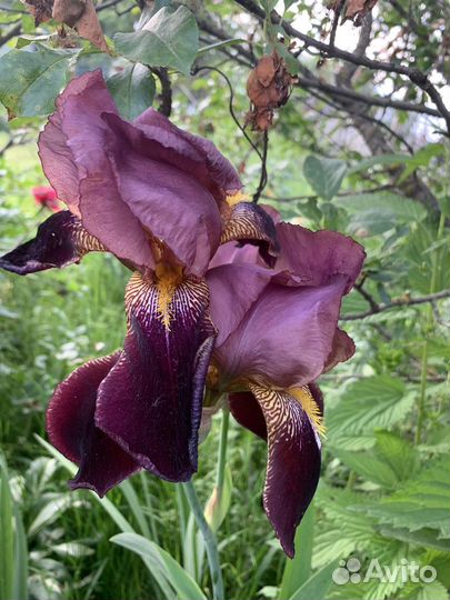 Ирисы бородатые сортовые