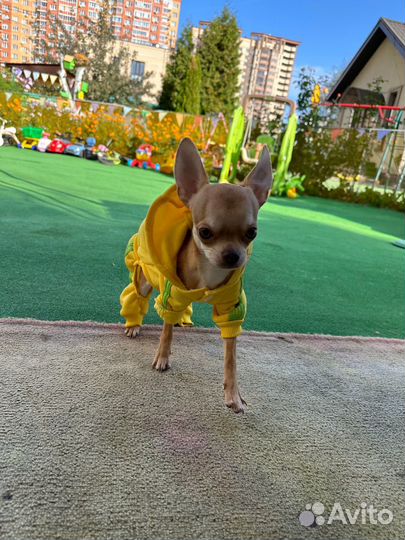 Вязка собак чихуахуа