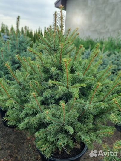 Ель пышная красивая в горшке Глаука