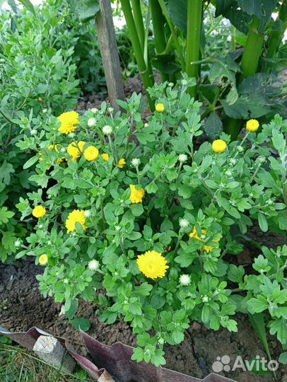 Хризантемы мультифлора