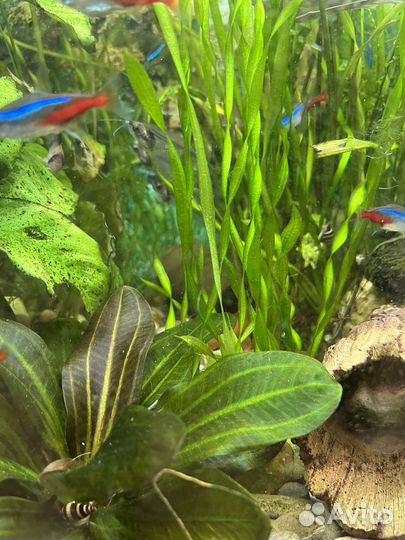 Валлиснерия спиральная