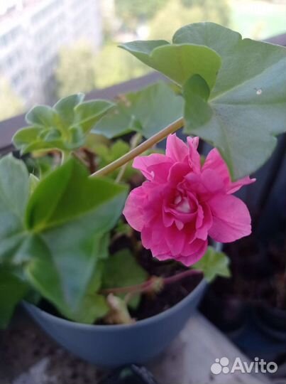 Пеларгония Pink Chart