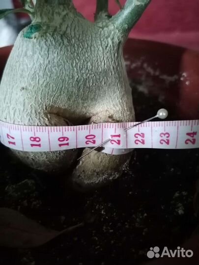 Адениум взрослый