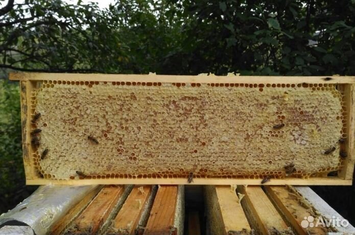 2023 года Мед Алтайский оптом