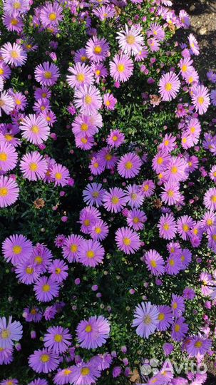 Сентябринка - многолетняя астра бордюрная