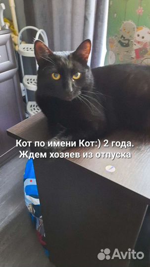 Зооняня, котоняня