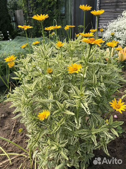 Многолетник для сада