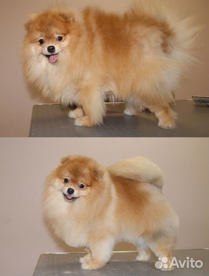 Стрижка животных. Косулино, Верхнее Дуброво