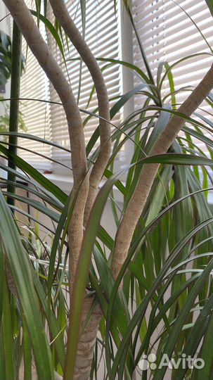 Пальма драцена