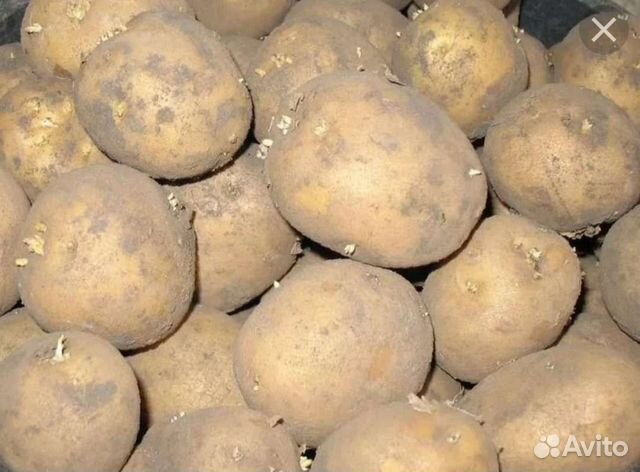 Картошка семенная купить в Великих Луках | Товары для дома и дачи | Авито