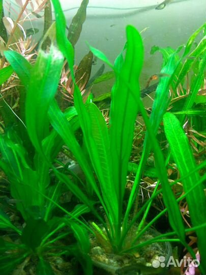 Эхинодорусы Криптокорины