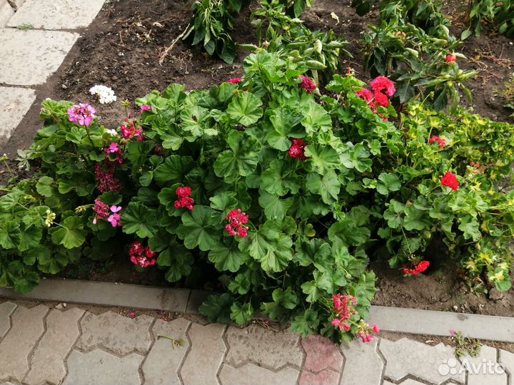 Комнатные цветы герань
