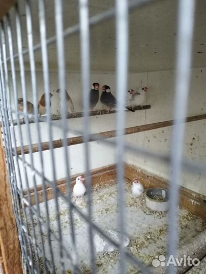 Канарейки, амадины японские, рисовки