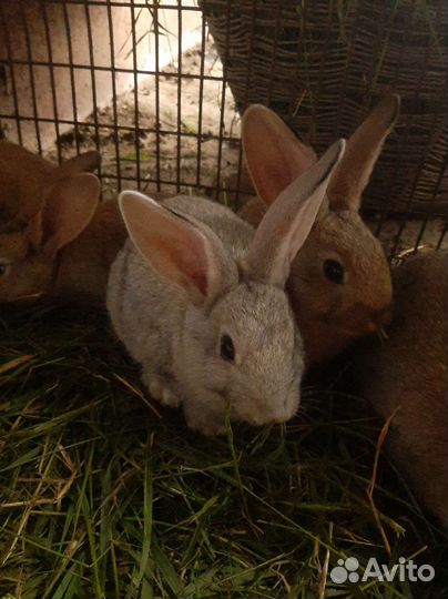 Кролики колифарниец и советская шиншила
