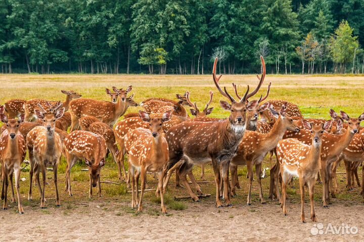 Путешествие в село Татищево - 