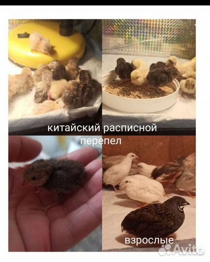 Китайские расписные перепела