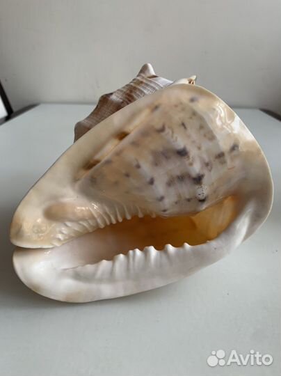 Большая морская раковина cassis cornuta ракушка