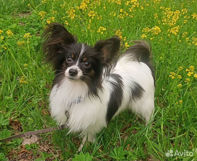 Щенок папийона