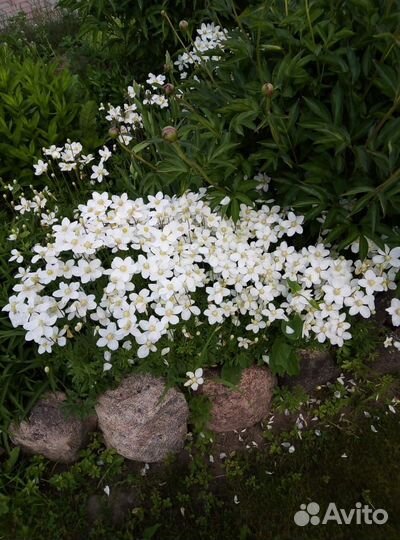 Многолетние растения для сада