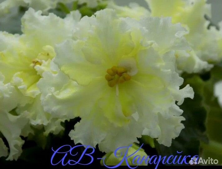 Листочки с детками