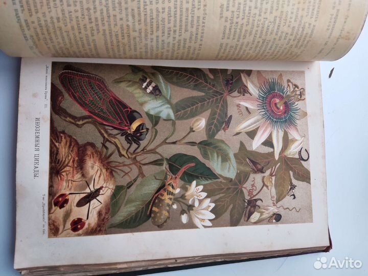 Брэм, Жизнь животных 1903 г