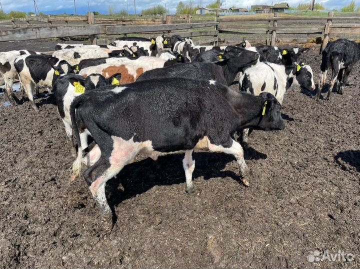 Бычки и телята