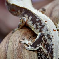 Реснитчатый бананоед самец Лилли Вайт Сноуфлейк