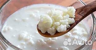 Тибетский кефирный молочный гриб