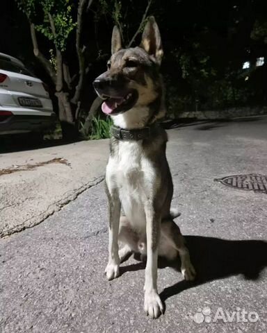 Собака в добрые руки