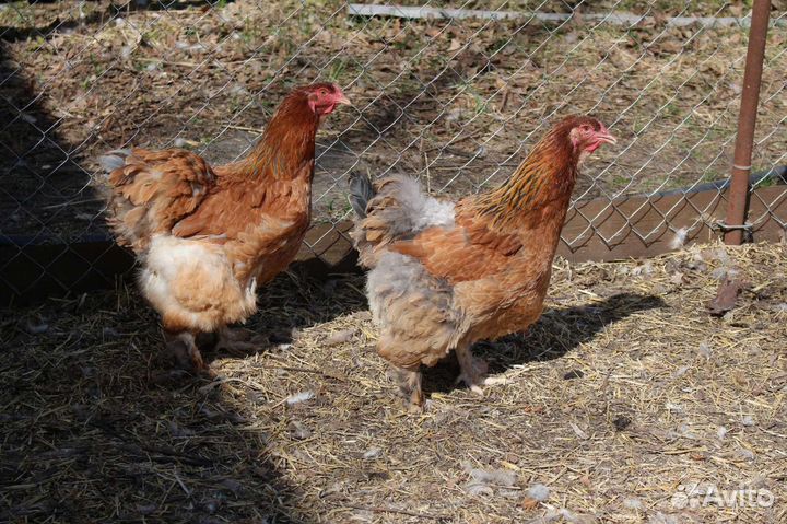 Цыплята породы брама