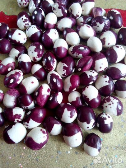 Коллекционная фасоль