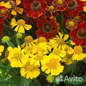 Многолетники для сада