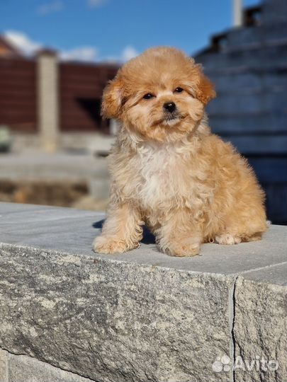 Мини девочка Мальтипу