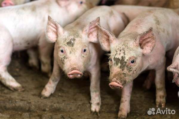 Поросята