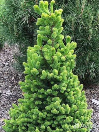 Ель Эмсланд