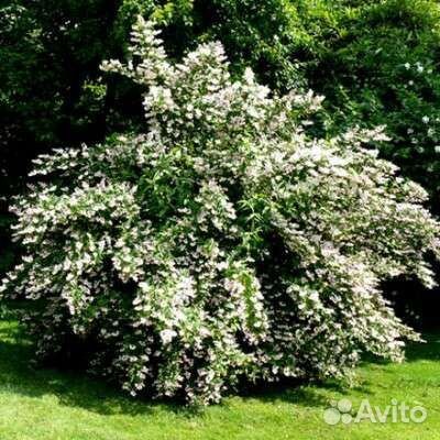 Дейция белая