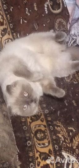 Кошка в дар