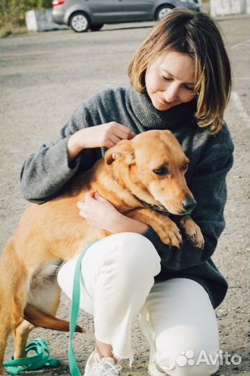 Маленькая собачка Варя почти такса в добрые руки