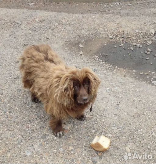 Найдена собака