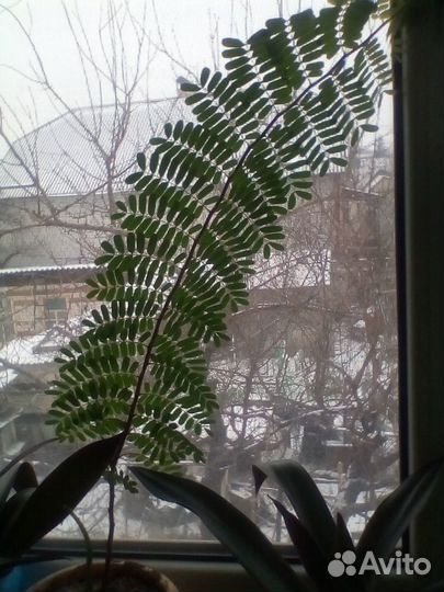 Мимоза стыдливая