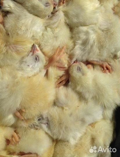 Суточные цыплята замороженные