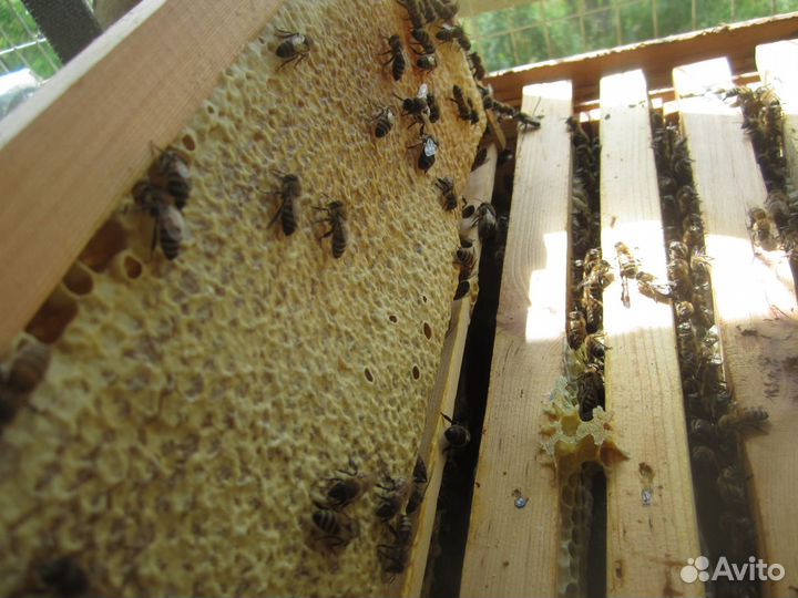 Мед. Сотовый мёд